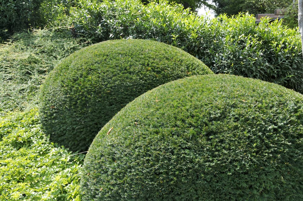 So integrieren Sie Immergrüne Kugelbäume harmonisch in Ihren Garten