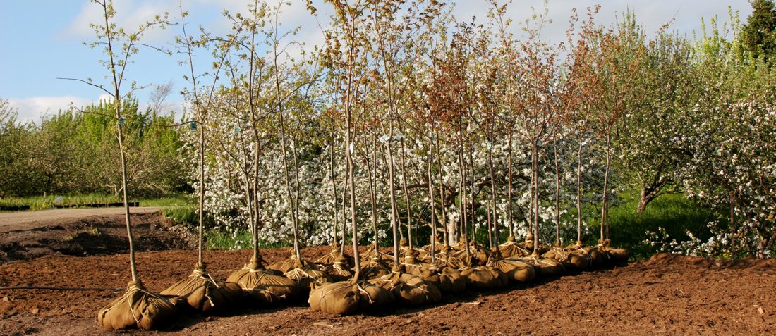 So integrieren Sie Immergrüne Kugelbäume harmonisch in Ihren Garten