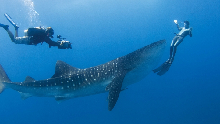 Entdecken Sie Unterwasserwunder im Khao Lak Tauchcenter – Exklusive Tipps von khaolakexplorer