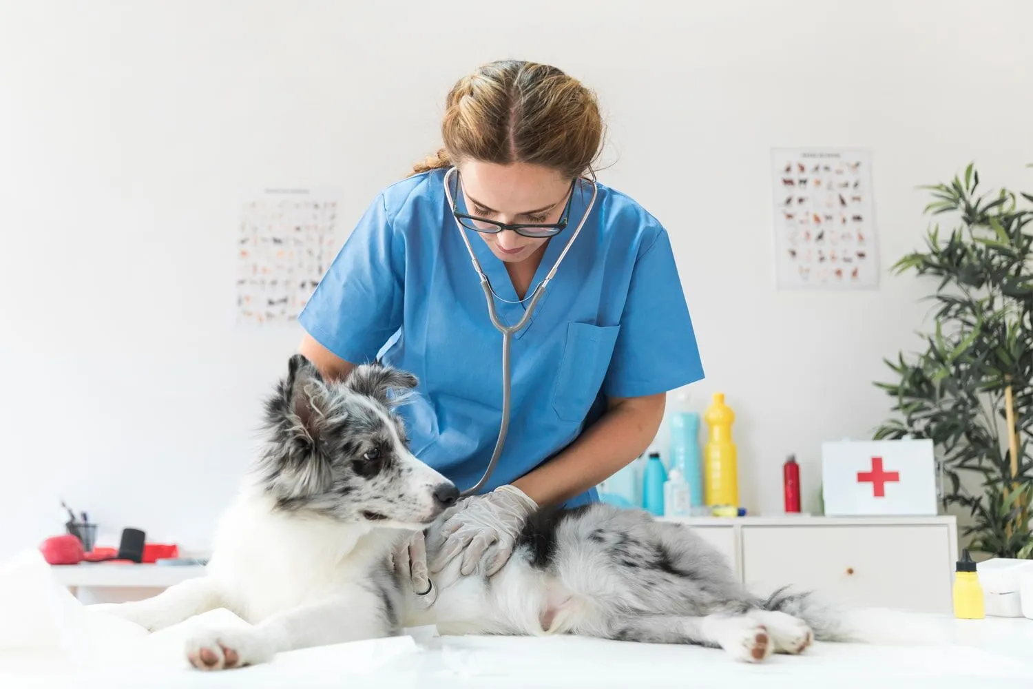 Der Komplettservice für Senioren- und Tierbetreuung: Wie Sie qualifizierte Helfer finden